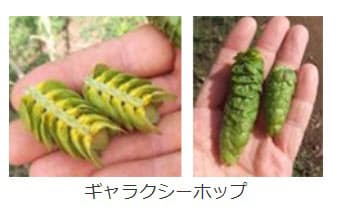 キリン グランドキリン セッションipa ギャラクシーホップ を数量限定発売 日本経済新聞