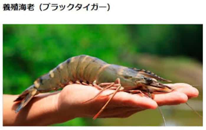 三井物産 世界最大の海老生産加工事業会社であるminh Phu社と同社株式35 1 取得で合意 日本経済新聞