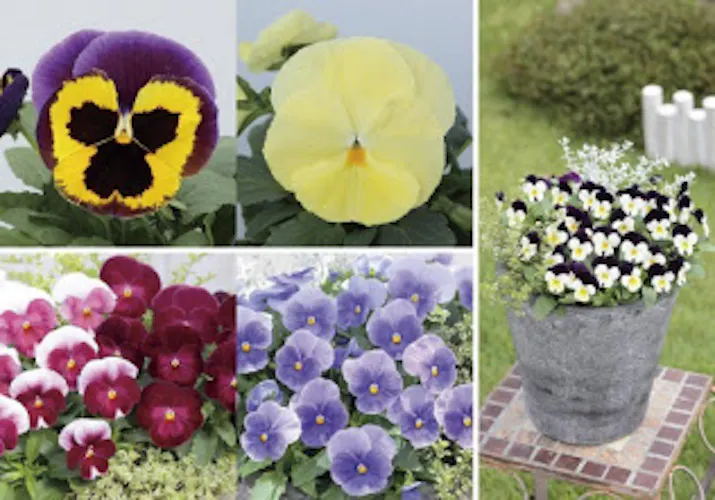 サカタのタネ パンジー ビオラシリーズに新色追加し種子を発売 日本経済新聞 サカタのタネ パンジー ビオラシリーズに新色追加し種子を発売 日本経済新聞