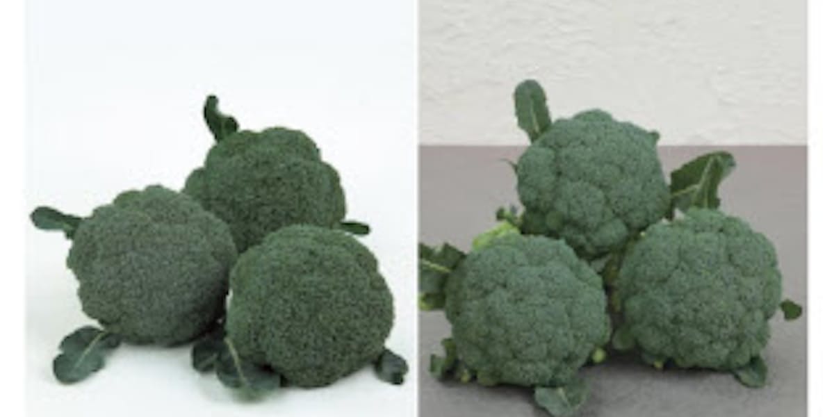 サカタのタネ アントシアンフリーのブロッコリー2品種の種子を発売 日本経済新聞