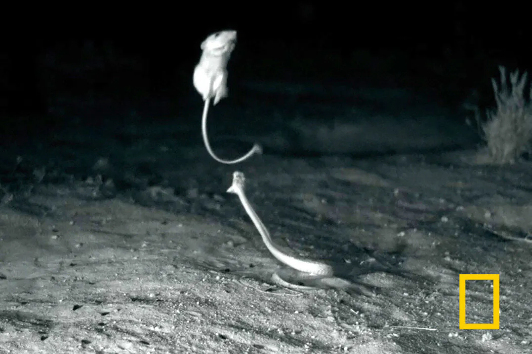 華麗なジャンプに空中キック ヘビの襲撃にネズミ反撃 Nikkei Style 華麗なジャンプに空中キック ヘビの襲撃にネズミ反撃 Nikkei Style