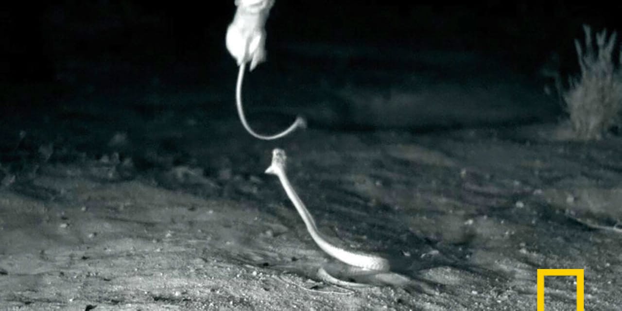 華麗なジャンプに空中キック ヘビの襲撃にネズミ反撃 Nikkei Style 華麗なジャンプに空中キック ヘビの襲撃にネズミ反撃 Nikkei Style