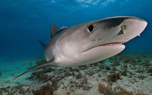 バハマ沖を泳ぐイタチザメ。イタチザメは死骸を探す名人で、特に視覚と嗅覚が優れている（PHOTOGRAPH BY BRIAN J. SKERRY, NAT GEO IMAGE COLLECTION）