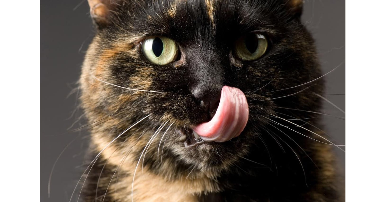 ブラシに革命 猫の舌と毛づくろいの秘密が解明 Nikkei Style ブラシに革命 猫の舌と毛づくろいの秘密が解明 Nikkei Style