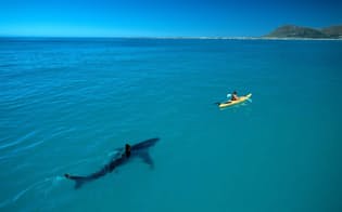 本物かどうか疑われ、のちに実際に数々の偽写真に使われるようになるホホジロザメの写真。撮影者のトム・ペシャック氏いわく、「研究者がサメを追うのではなく、サメに追われる研究者」（PHOTOGRAPH BY THOMAS P. PESCHAK）