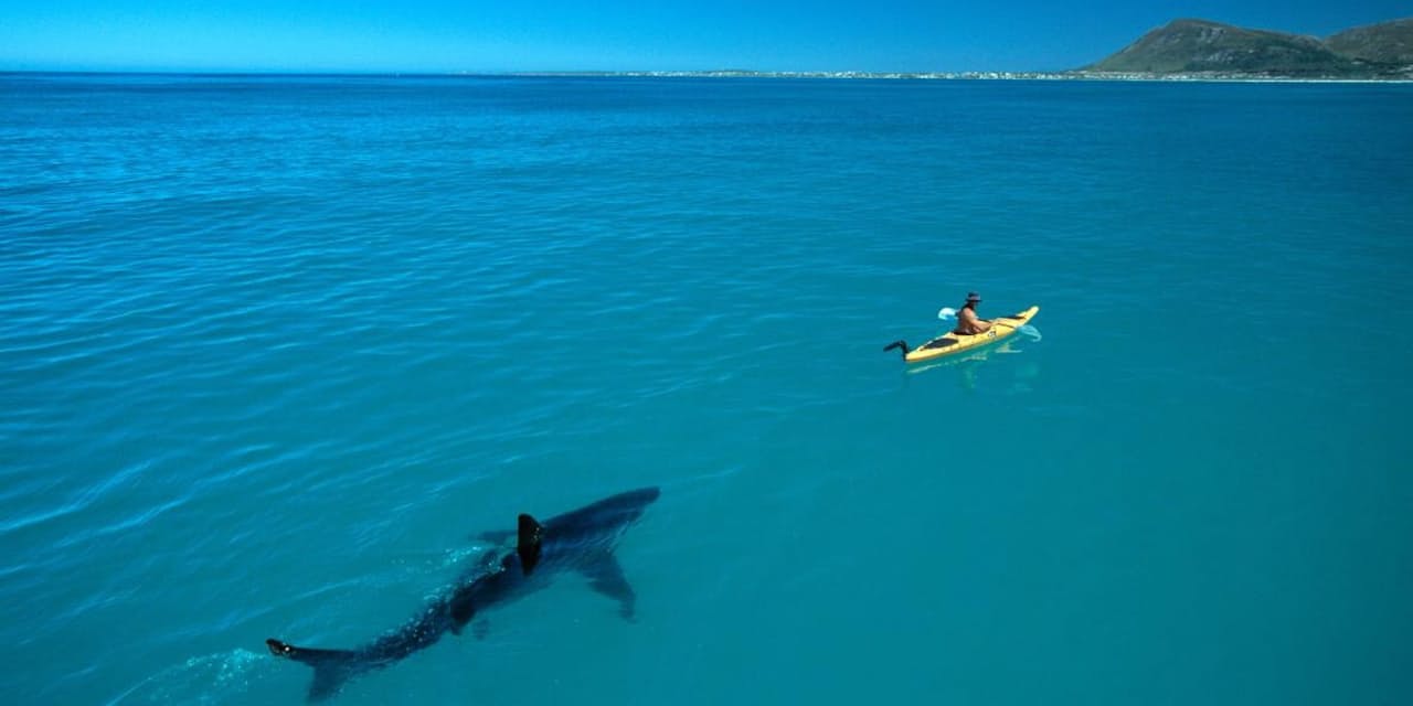 奇跡のサメ写真撮影秘話 すごすぎてネットに偽物氾濫 Nikkei Style 奇跡のサメ写真撮影秘話 すごすぎてネットに偽物氾濫 Nikkei Style