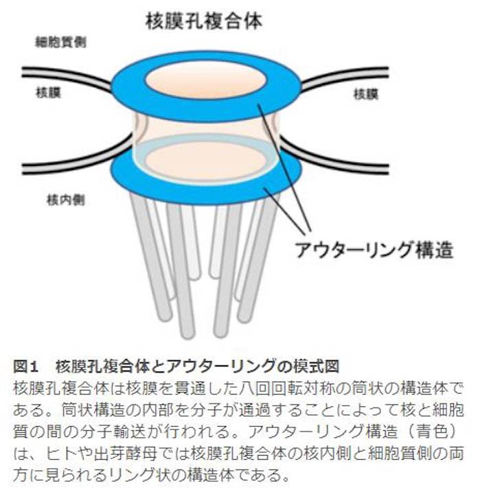nictと阪大 分裂酵母が独特の核膜孔複合体アウターリング構造を持つことを解明 日本経済新聞