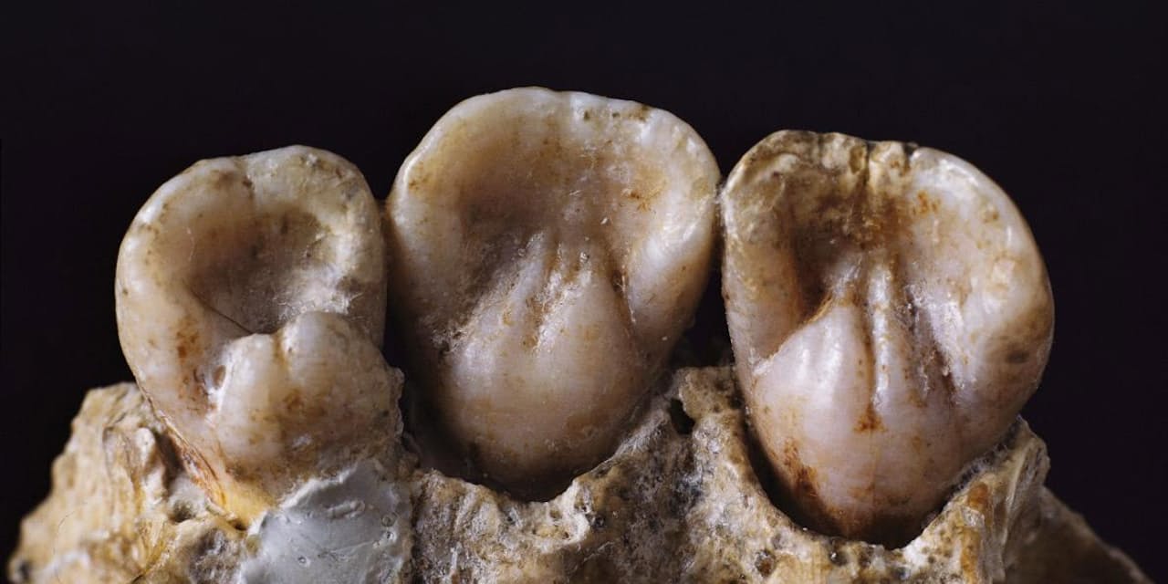 母乳のしるし ネアンデルタール人の生活が週単位で判明 驚きの研究 Nikkei Style