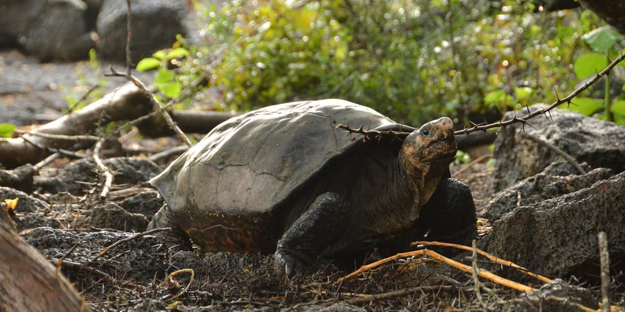 100年ぶり 絶滅した はずのゾウガメ見つかる Nikkei Style 100年ぶり 絶滅した はずのゾウガメ見つかる Nikkei Style