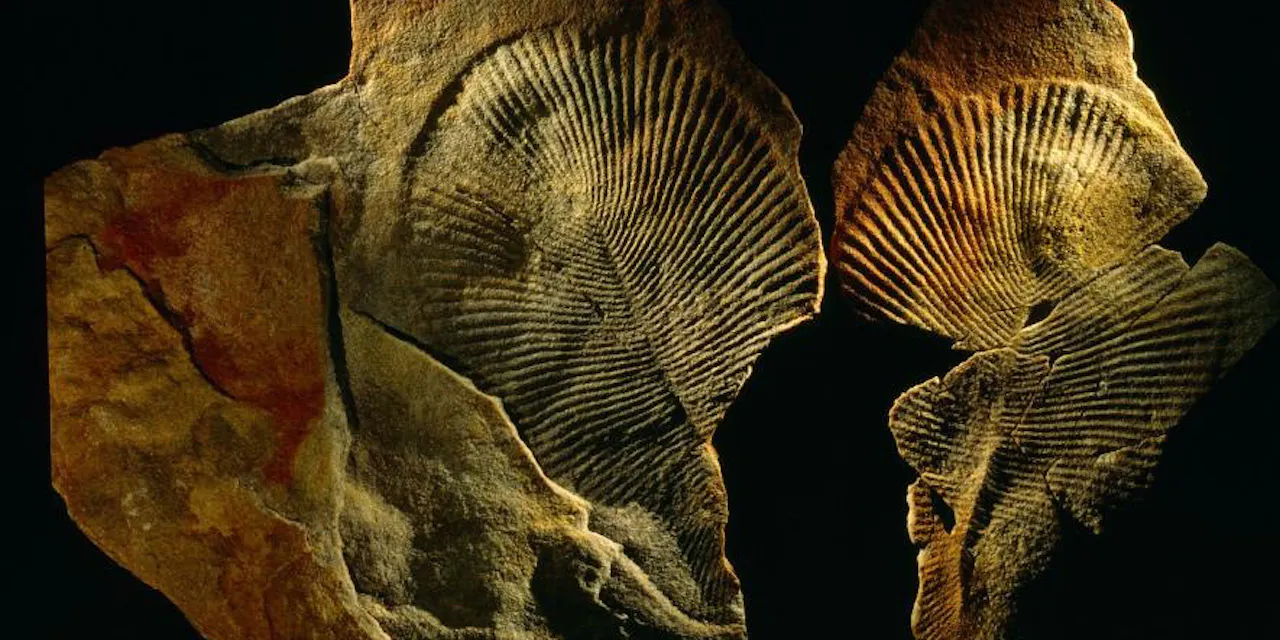 地球最古級 謎の古代生物の正体は 動物 と判明 Nikkei Style