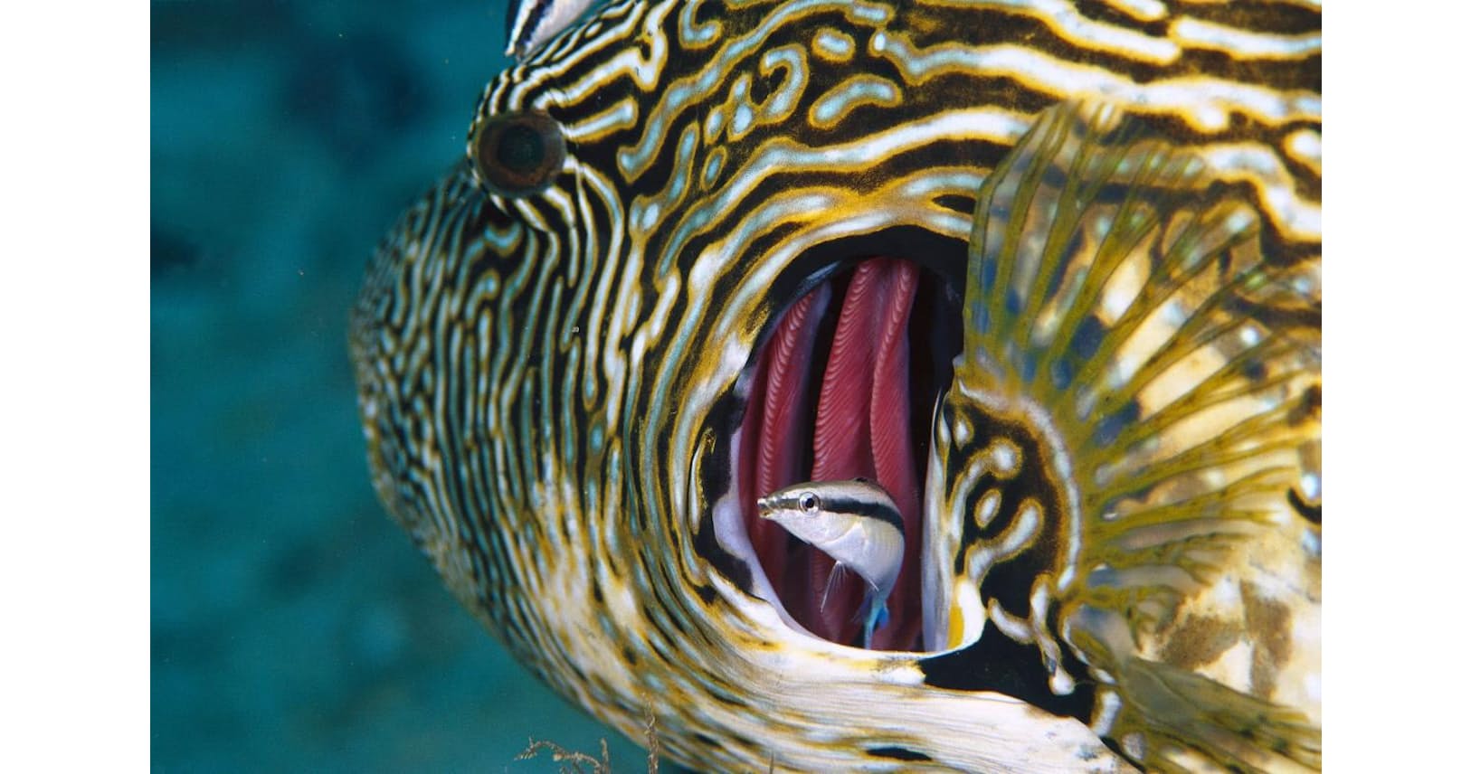 とりあえずの合格 魚は鏡に映る自分がわかる 大阪市大が驚きの発見 Nikkei Style とりあえずの合格 魚は鏡に映る自分がわかる 大阪市大が驚きの発見 Nikkei Style