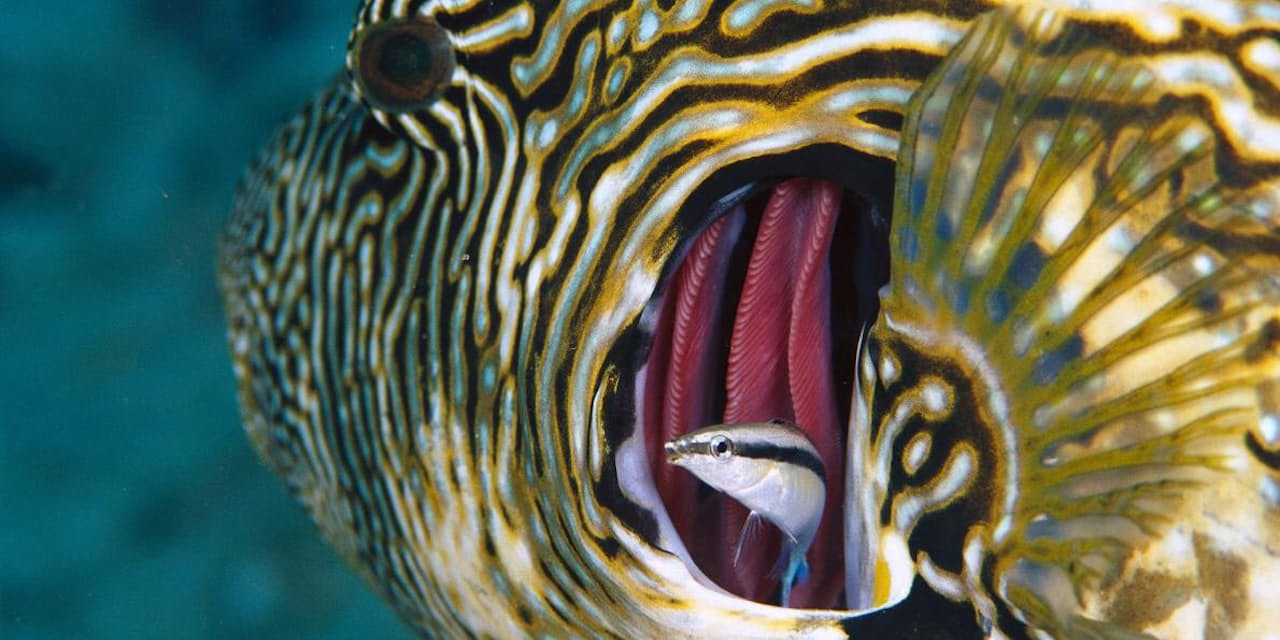 魚は鏡に映る自分がわかる 大阪市大が驚きの発見 ナショジオ Nikkei Style