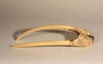 セイウチの上顎の骨と牙。最新の研究では、これらのDNAを解析し、中世ヨーロッパで珍重されていたセイウチの牙の出どころを特定した（PHOTOGRAPH COURTESY OF MUS&#x00C9;ES DU MANS.）