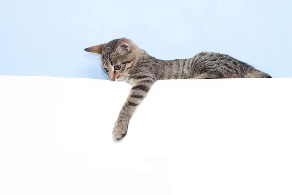 石で貝割るラッコは右利き 考古学的手法で判明 Nikkei Style 石で貝割るラッコは右利き 考古学的手法で判明 Nikkei Style