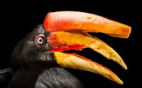 サイチョウ。
この印象的な鳥は、「カスク」と呼ばれる頭部の構造物で鳴き声を増幅させる。写真は米国シンシナティ動物園のメス（Photograph by Joel Sartore, National Geographic Photo Ark）