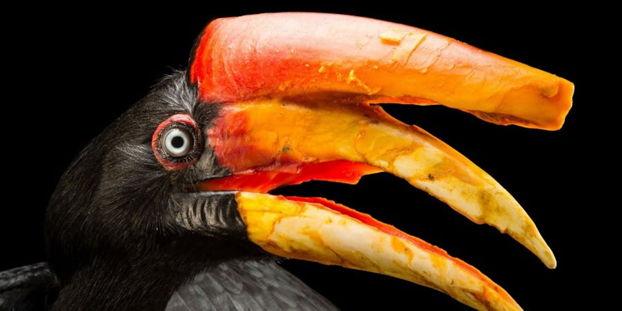 かわいい こわい 奇妙なくちばしをもつ鳥12選 Nikkei Style かわいい こわい 奇妙なくちばしをもつ鳥12選 Nikkei Style