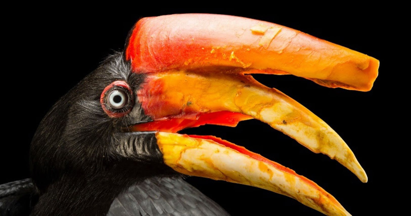 Ob At7ri3iasm Ob At7ri3iasm