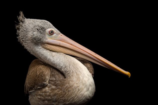 かわいい こわい 奇妙なくちばしをもつ鳥12選 Nikkei Style かわいい こわい 奇妙なくちばしをもつ鳥12選 Nikkei Style