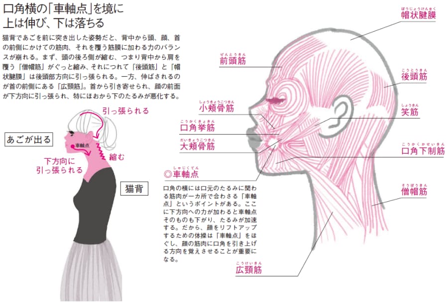 デスクワークの あご出し猫背 が顔のたるみを加速 ゆがみリセット学 10 Nikkei Style デスクワークの あご出し猫背 が顔のたるみを加速 ゆがみリセット学 10 Nikkei Style