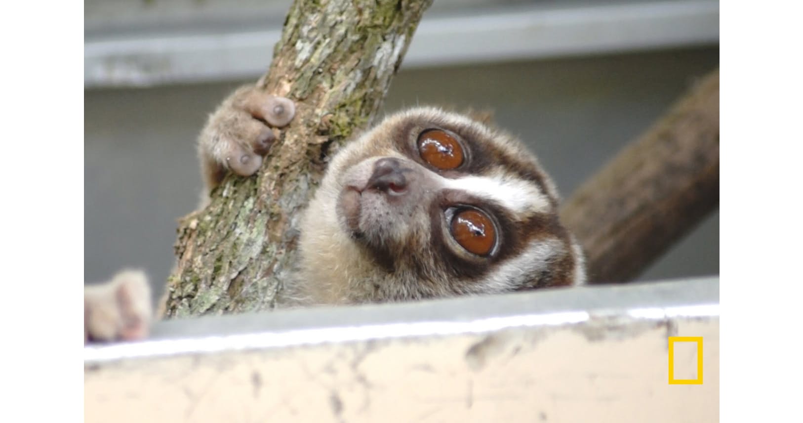 まんまる目玉のスローロリス 森でリハビリする理由 ナショジオ Nikkei Style