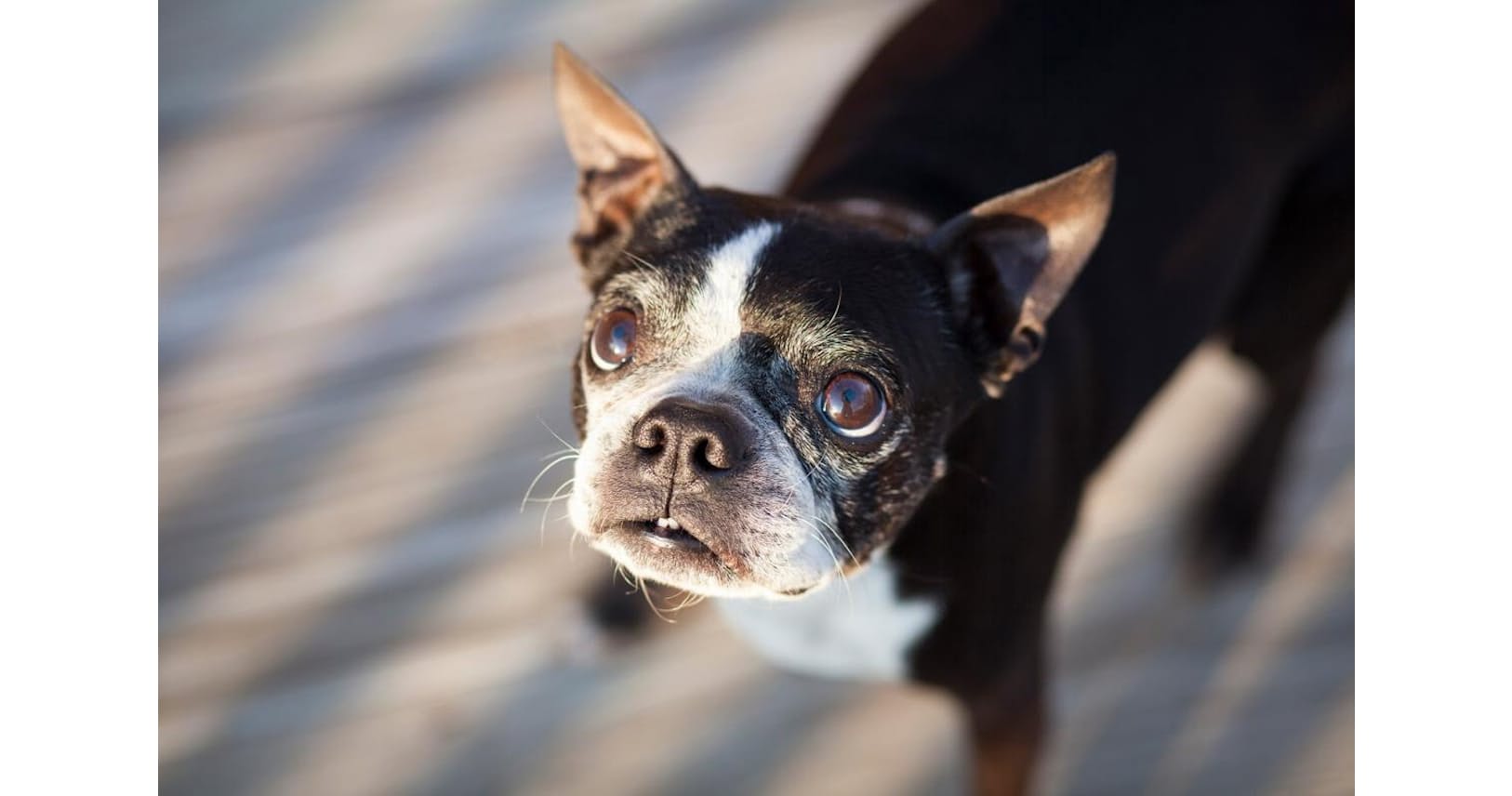 飼い主のストレスは愛犬に伝染 最新研究で判明 Nikkei Style 飼い主のストレスは愛犬に伝染 最新研究で判明 Nikkei Style
