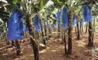 プラスチックは、食料生産のあらゆる場面で使われている。写真のカメルーンの農園では、バナナに傷が付くのを防ぐためポリ袋をかぶせている（PHOTOGRAPH BY UNIVERSAL IMAGES GROUP, GETTY IMAGES）
