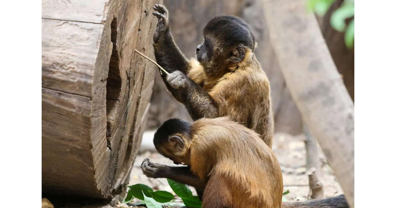 サルに3000年の 石器時代 発見 使う石にも変化 Nikkei Style サルに3000年の 石器時代 発見 使う石にも変化 Nikkei Style