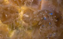 サンゴの一種Astrangia poculataのポリプ。アルテミアの卵（黄色）よりマイクロプラスチックのビーズ（青色）を好んで食べている。こうしたマイクロプラスチックが新たな細菌を媒介する可能性もある（PHOTOGRAPH COURTESY ROTJAN LAB）