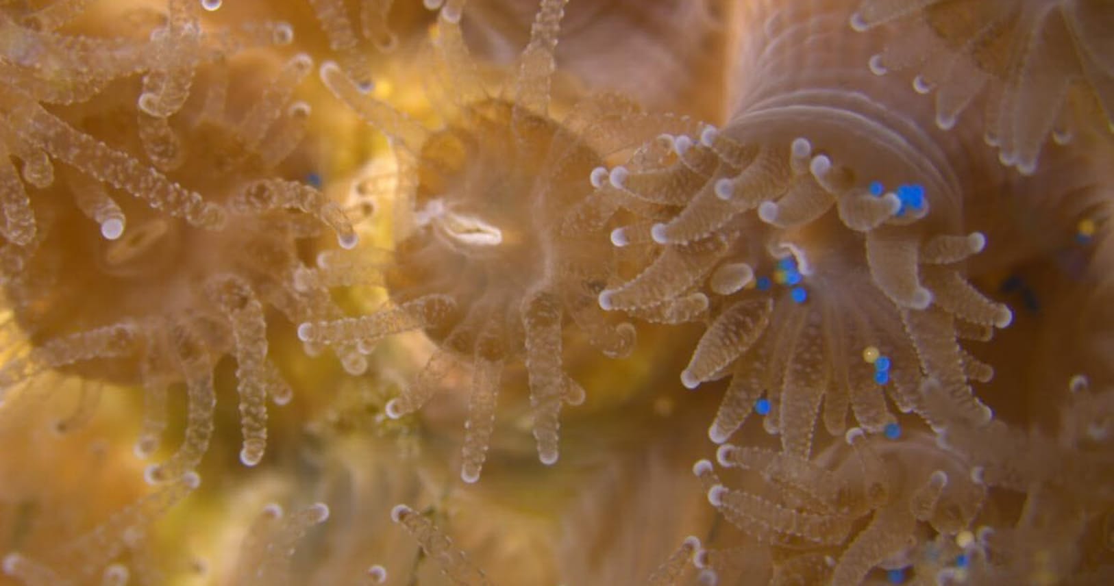海の廃プラのみ込むサンゴ 餌より好んで死招くことも Nikkei Style 海の廃プラのみ込むサンゴ 餌より好んで死招くことも Nikkei Style