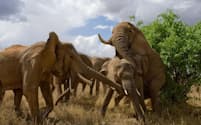 小さなメスと交尾しようとするオスを、ほかのメスが妨害する。ケニアのサンブル国立保護区にて（PHOTOGRAPH BY MICHAEL NICHOLS, NAT GEO IMAGE COLLECTION）