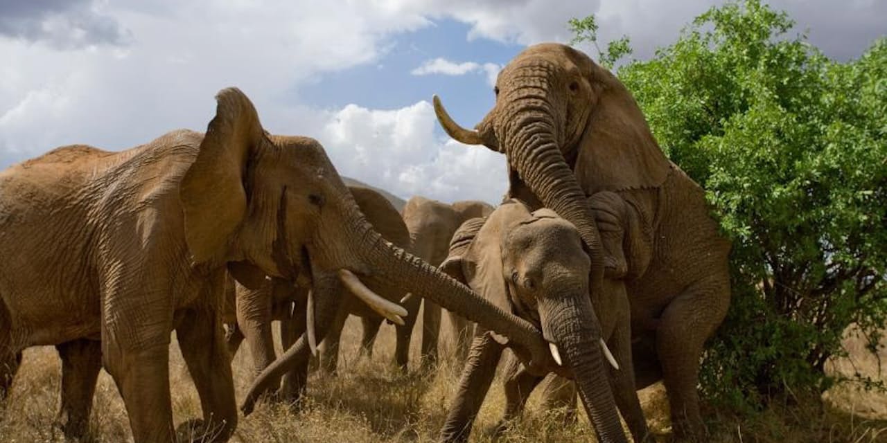 50代でモテ期到来 高齢オスのゾウ 交尾にフル回転 Nikkei Style 50代でモテ期到来 高齢オスのゾウ 交尾にフル回転 Nikkei Style