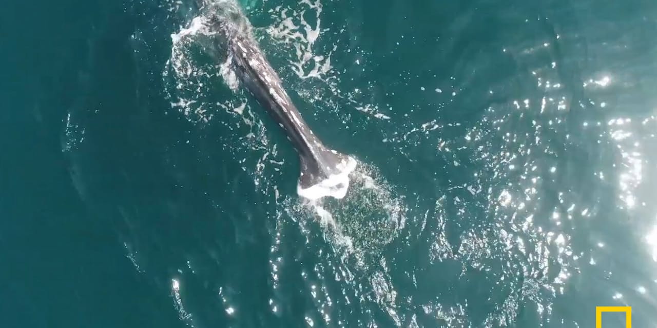 尾ビレのないクジラの目撃例増える いったいなぜ ナショジオ Nikkei Style