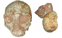これら2つの化石は、わずか数センチしか離れていない場所で発見された。しかし、両者の年代には大きな開きがある。ネアンデルタール人（左）の方は17万年前、現生人類は21万年前と測定されている（COMPOSITE IMAGE COURTESY OF KATERINA HARVATI, EBERHARD KARLS UNIVERSITY OF TUBINGEN）