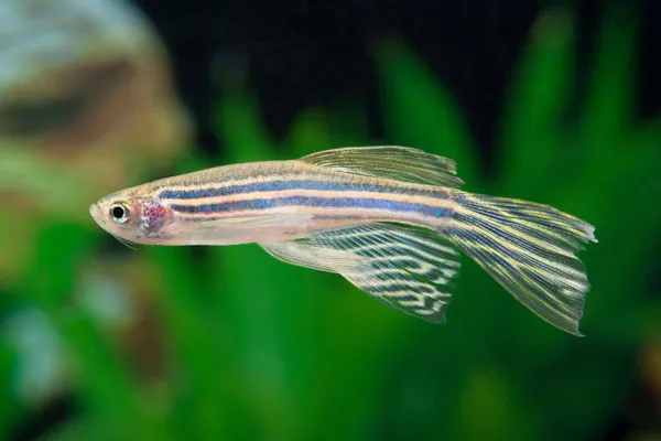 飛びながら眠る鳥 土に潜る魚 ありえない動物の睡眠 Nikkei Style 飛びながら眠る鳥 土に潜る魚 ありえない動物の睡眠 Nikkei Style