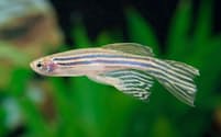 ゼブラフィッシュの成魚。この小さな魚の神経活動を調べた新たな研究では、人間のレム・ノンレム睡眠と同様のサイクルで眠ることが示唆された。（PHOTOGRAPH BY BLICKWINKEL, ALAMY）