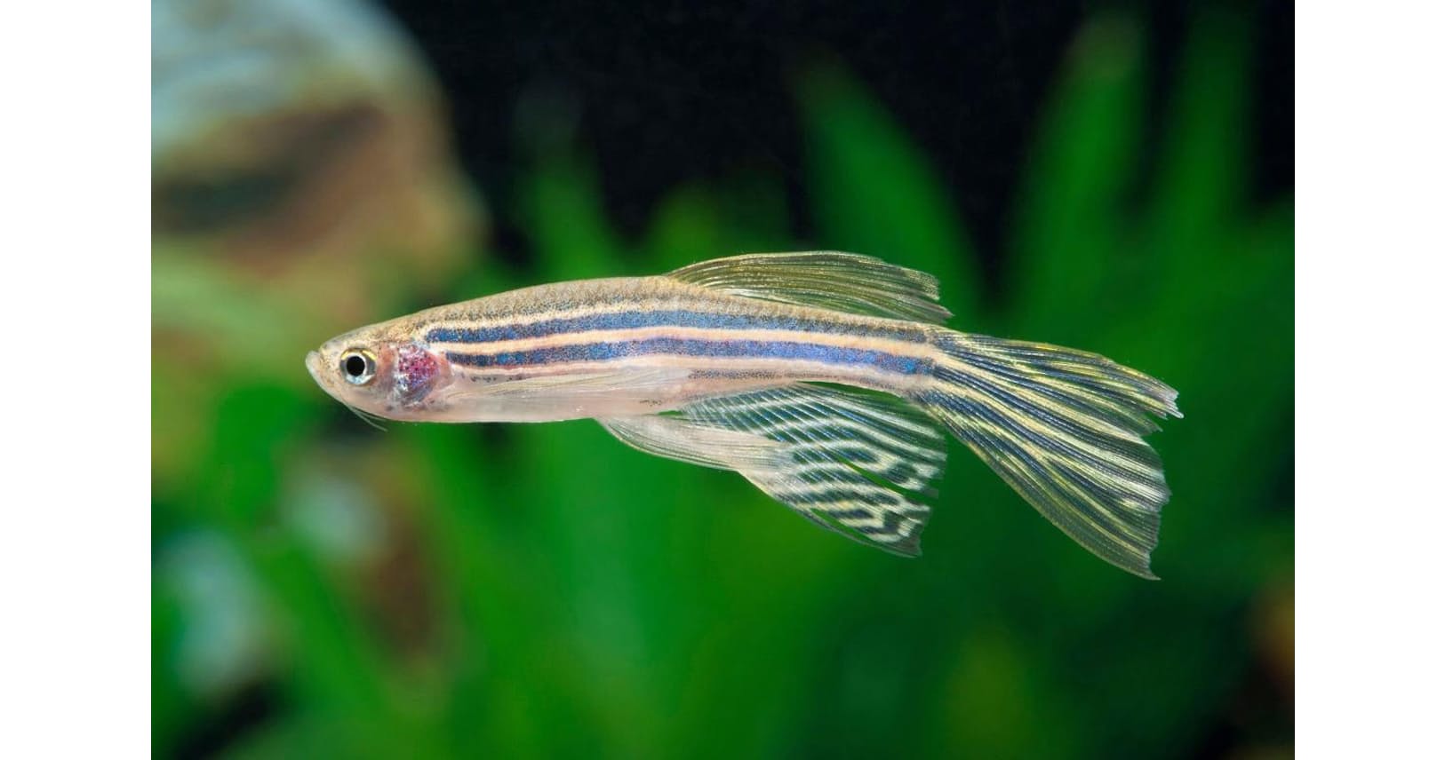 魚も人のように夢をみる よく似た睡眠サイクル確認 Nikkei Style 魚も人のように夢をみる よく似た睡眠サイクル確認 Nikkei Style