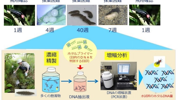 鹿島 環境dna技術を用いたホタルの調査手法を開発 日本経済新聞 鹿島 環境dna技術を用いたホタルの調査手法を開発 日本経済新聞