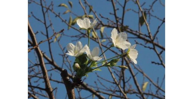春に咲くはずの桜が秋に咲く理由 Nikkei Style 春に咲くはずの桜が秋に咲く理由 Nikkei Style