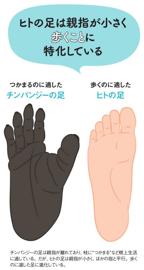 健やかに歩き続ける基本 足の3つのアーチを崩さない Nikkei Style 健やかに歩き続ける基本 足の3つのアーチを崩さない Nikkei Style