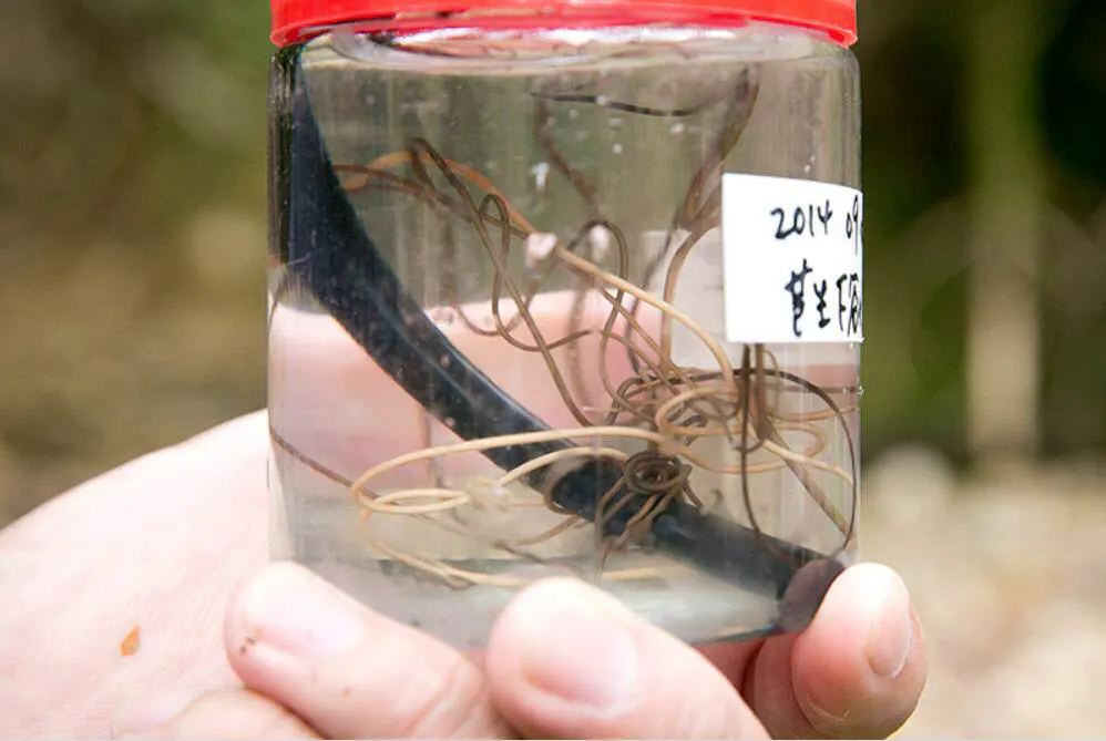 カマドウマの心を操る寄生虫 ハリガネムシの謎に迫る Nikkei Style