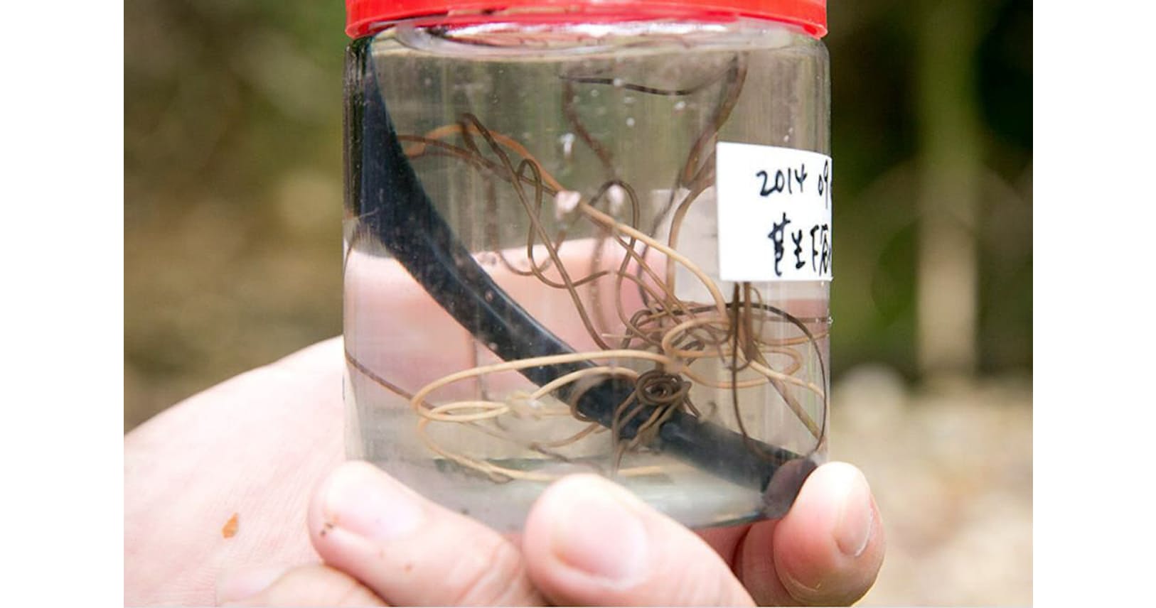 ハリガネムシ いつ カマキリ カマキリの寄生虫の出し方や見分け方と水の関係性