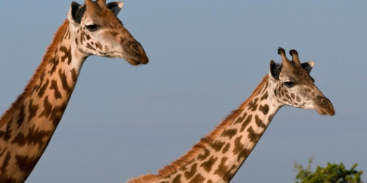 キリンが緊急事態 半分近くの亜種 絶滅の危機に ナショジオ Nikkei Style