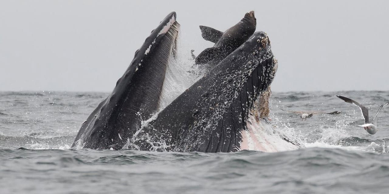 衝撃写真 クジラがアシカを 丸のみ その真相 Nikkei Style 衝撃写真 クジラがアシカを 丸のみ その真相 Nikkei Style