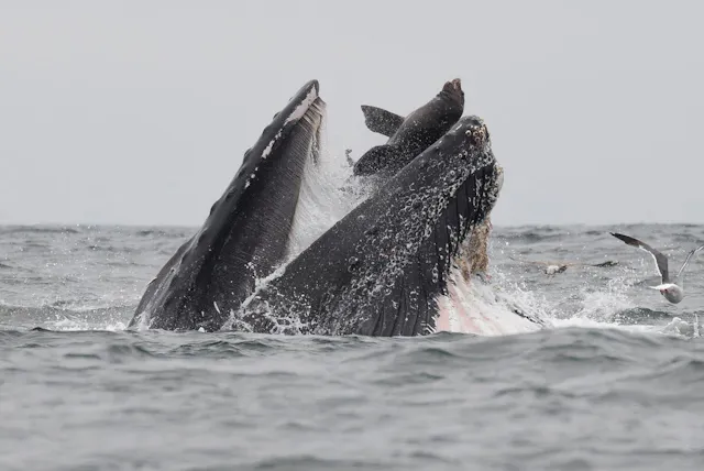 衝撃写真 クジラがアシカを 丸のみ その真相 Nikkei Style 衝撃写真 クジラがアシカを 丸のみ その真相 Nikkei Style
