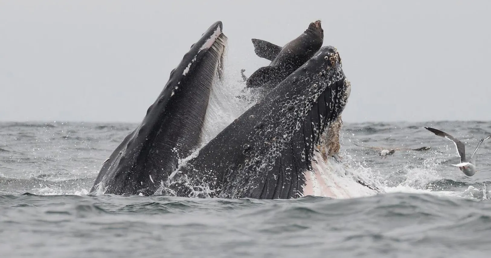衝撃写真 クジラがアシカを 丸のみ その真相 Nikkei Style 衝撃写真 クジラがアシカを 丸のみ その真相 Nikkei Style