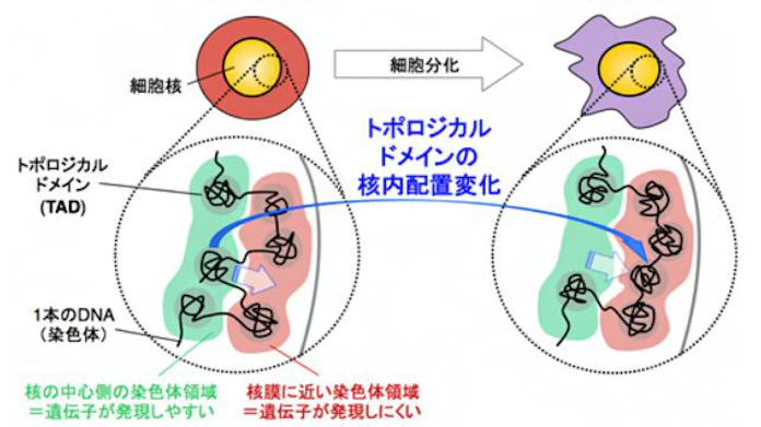 日本経済新聞