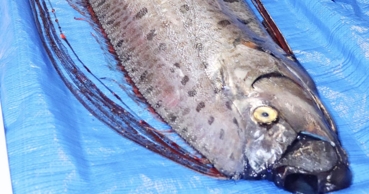 深海魚が現れると大地震 は迷信 東海大など検証 日本経済新聞 深海魚が現れると大地震 は迷信 東海大など検証 日本経済新聞