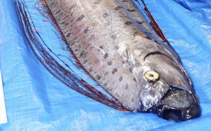 深海魚が現れると大地震 は迷信 東海大など検証 日本経済新聞 深海魚が現れると大地震 は迷信 東海大など検証 日本経済新聞