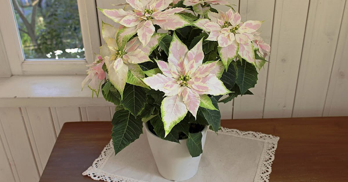 サントリーフラワーズ 19年秋 冬シーズン 花苗 花鉢 プリンセチア ロゼマーブル などを発売 日本経済新聞 サントリーフラワーズ 19年秋 冬シーズン 花苗 花鉢 プリンセチア ロゼマーブル などを発売 日本経済新聞