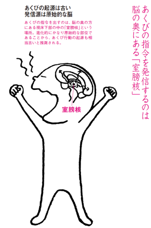 性のメカニズムと関係も あくび のヒミツ 日本経済新聞 性のメカニズムと関係も あくび のヒミツ 日本経済新聞